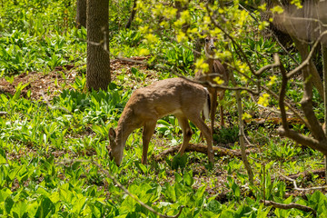 Poster - White tailed deer  grazing in a wetland overgrown with skunk cabbage. Natural scene from USA