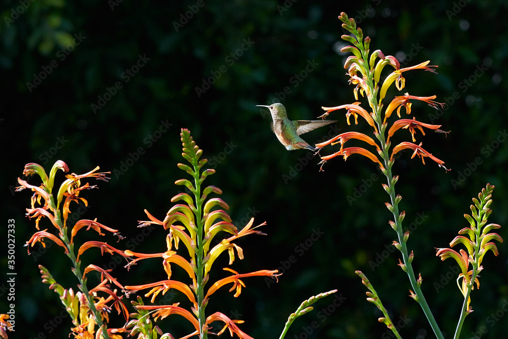 Hummingbird Back View Flying Hummingbird Green and Reddish Brown flying and feeding on Lucifer ...