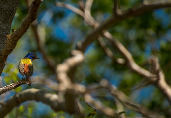 Wall Mural - beautiful colorful little bird standing on a branch