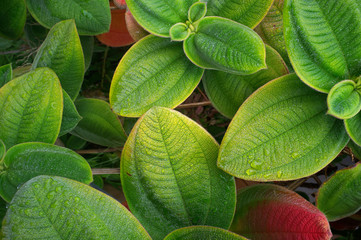 wet leaves