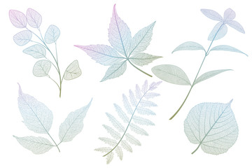 Wall Mural - set colored leaf veins on white. vector illustration. eps 10.