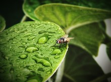 High Angle View Of Housefly On Wet Leaf