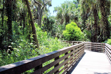 Wooden Boardwalk With Green Trees During Sunny Summer