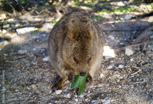 Fotografía Quokka in Rottnest Island, WA Australia