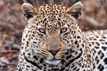 Leopard Portrait from the Sabi Sand Game Reserve of South Africa