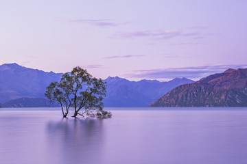 Wall Mural - Wanaka tree New Zealand. Sunrise landscape mountains Wanaka tree New Zealand. Popular travel destination lake wanaka.