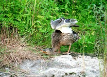 Female Mallard Duck On Rock By Plants