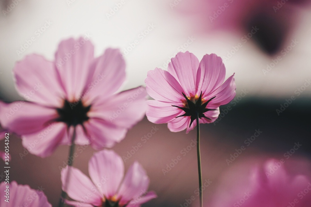Low Angle View Of Cosmos Flowers - obrazy, fototapety, plakaty 