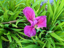 Purple Iris Flower Begin To Fade After Blossom