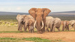 Elephant Herd in Addo Elephant National Park