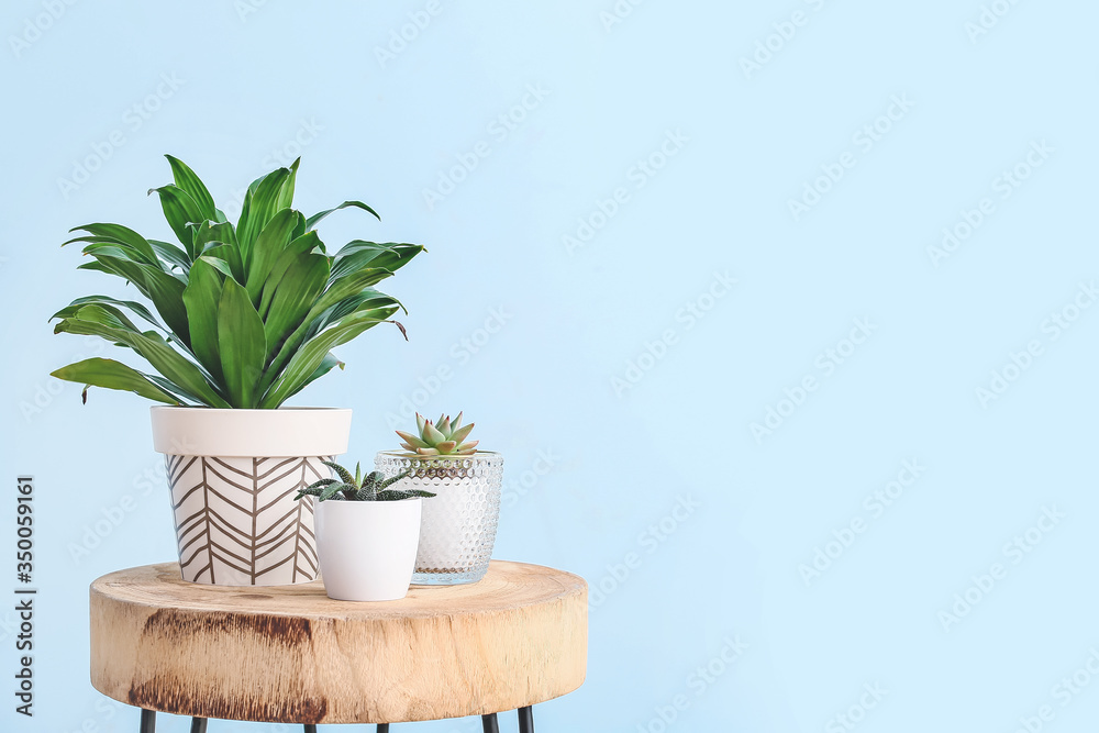 Green houseplants on table against light color background