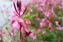Grasshopper On Pink Flower