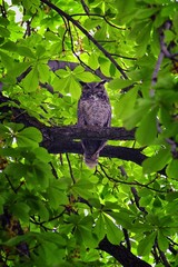 Owl Closeup, Great horned owl, Bubo virginianus in a chestnut tree with big eyes blinking and winking in Provo Utah early spring, United States. USA.