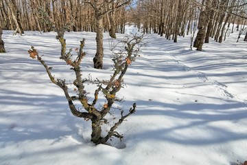 Wall Mural - Forest Snow Covered In The Nebrodi Mountains Of Sicily Natural Landmark