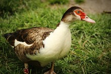 Close-up Of Muscovy Duck On Grassy Field