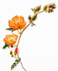 Rusby's desert-mallow, Rusby's globemallow, sphaeralcea rusbyi, on white background, Mojave National Preserve, California