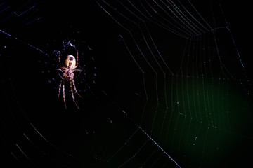 spider and web