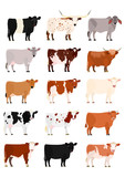 Fototapeta Koty - cow breeds chart