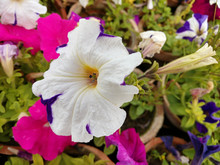 Colorful Blooming Petunia Flowers, Close-up On Colored Petunias