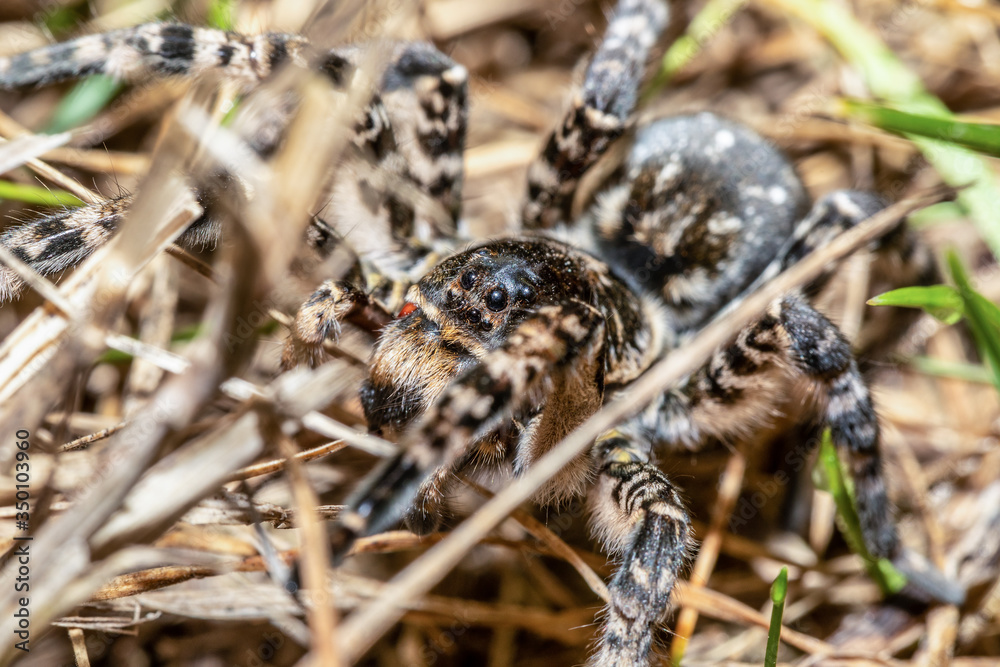 biggest european spider Geolycosa vultuosa, in natural habitat, Hortobagy National Park, Hungary puszta, Europe wildlife insect - obrazy, fototapety, plakaty 