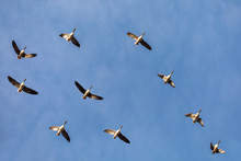 Flying Flock Of Greylag Goose (Anser Anser), Bird Migration In The Hortobagy National Park, Hungary, Puszta Is Famouf Ecosystems In Europe And UNESCO World Heritage Site