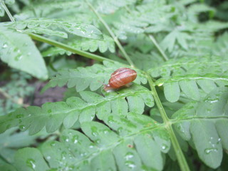 forest snail on a green leaf