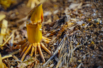 Poster - Root of dry corn plant, corn field