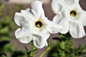 Two white flowers close up