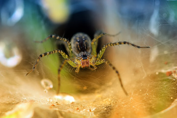 spider in the hole