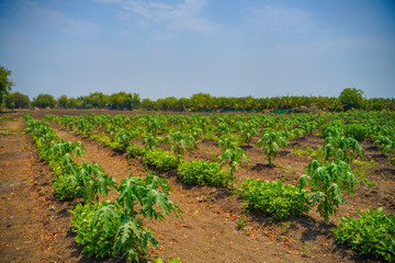 Wall Mural - indian farming papaya field , small papaya plants