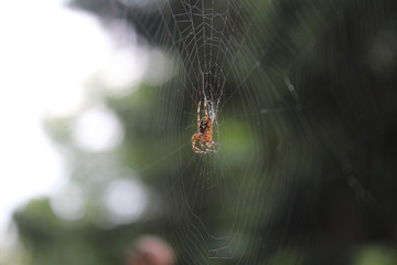 Spider waiting on the prowl in his spider web