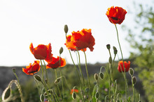 Poppies Against The Sky Close-up. Beautiful Red Wildflowers In Selective Focus. Bottom View. Flowers In The Contour. Bright Spring Flower Background. Landscape With Poppies