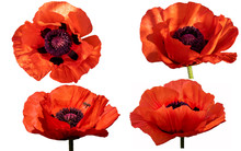Red Poppy Flower Isolated On White Background. Isolate The Inflorescence Of A Garden Poppy. Fully Open Flower. 4 Sides Of The Poppy, One With A Bee
