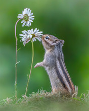 Little Chipmunk (Eutamias Sibiricus) Enjoying The Flowers. Ground Squirrel With Beautiful White Flowers. Chipmunk Loves Flowers.