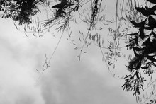 Upside Down Image Of Plants Against Sky