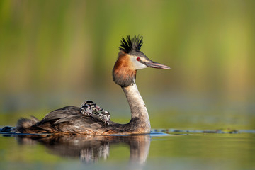 Wall Mural - Great crested grebe ( Podiceps cristatus ) with babies on its back
