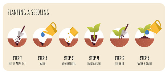 Steps in Transplanting Seedlings. Seedling gardening plant. Vector flat infographics.