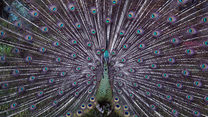 the giant peacock 