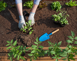 woman wearing gloves is planting tomatoes plants into a garden vegetable patch