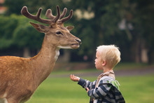 Little Boy Is Feeding Fallow Deer, Domestic Deer In Park Blatna In Czechia