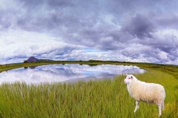 Wall Mural - White  sheep grazing in the meadow