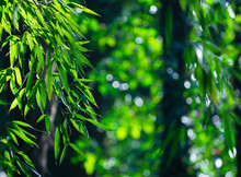 Natural Background With Green Bamboo Leaves