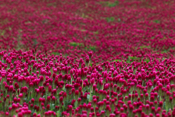  Trifolium incarnatum - beautiful, flowering, clover field with beautiful bokeh.