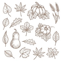 autumn leaves and pumpkins isolated vector sketch icons. fall foliage set of engraved maple, oak or 
