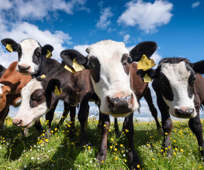 calves stand in grassy meadow with yellow flowers under blue sky