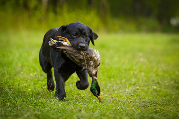 Wall Mural - Black labrador retriever lab outdoor in summer park on the grass with duck hunting gundog