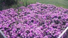 View Of Purple Flowers