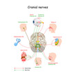 Cranial nerves in humans brain