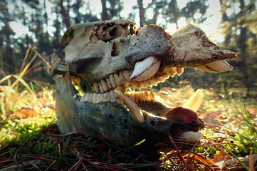 wild boar skull with slug on its lower jaw