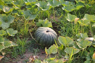 Organic Pumpkin Cultivated in an Agricultural Field in Rural Area